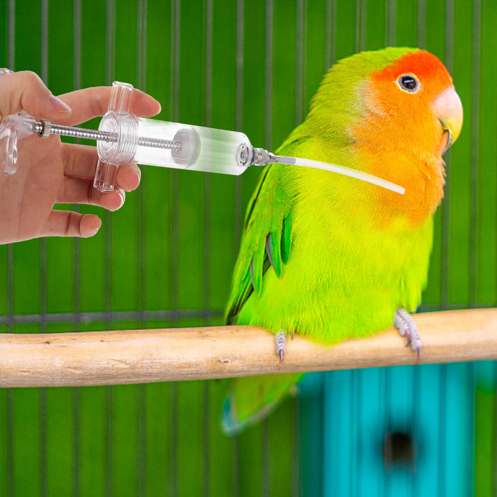 1Set Baby Bird Feeding Budgie  - Baby Food Youtube 评论和价格