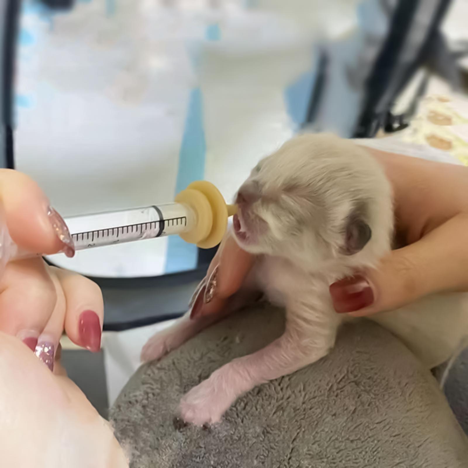 Baby Bird Feeding Syringe Reus - Baby Food Youtube 评论和价格